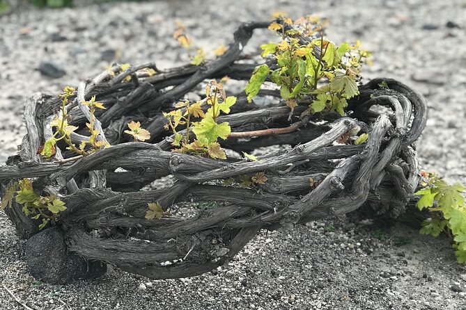 3 Wineries wine tasting & Greek Meal -Food and Wine pairing - Small-group Santorini wine tastings with pickup and sommelier attention
