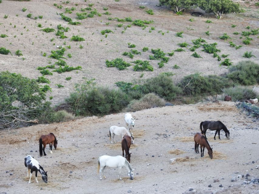 Akrotiri: Guided Horseback Riding Day Trip to a Beach - Your guides and horses: calm training plus real personality