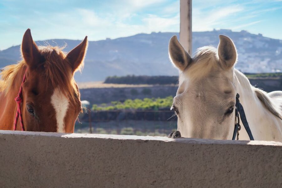 Akrotiri: Guided Horseback Riding Day Trip to a Beach - Price and value: what $88 really buys you in Santorini