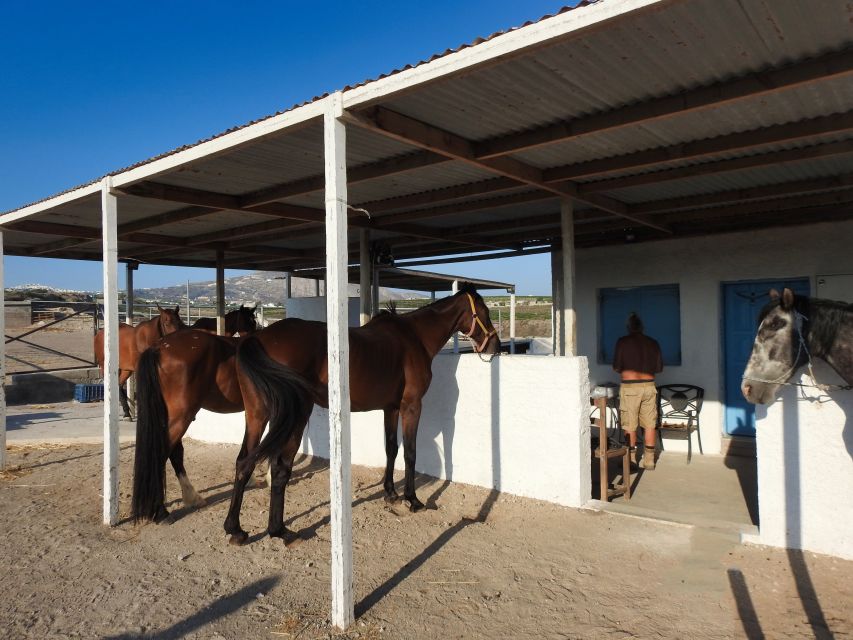 Akrotiri: Guided Horseback Riding Day Trip to a Beach - Transport, timing, and how to not waste your energy