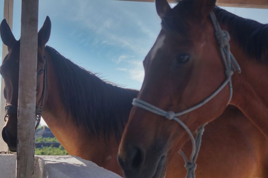 Akrotiri: Guided Horseback Riding Day Trip to a Beach - Should you book this Santorini horseback day trip to Akrotiri and Vlychada?