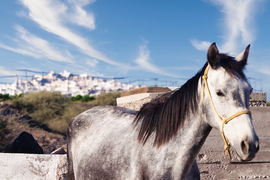 Akrotiri: Guided Horseback Riding Day Trip to a Beach - The ride route: vineyards first, then the off-road Santorini feeling