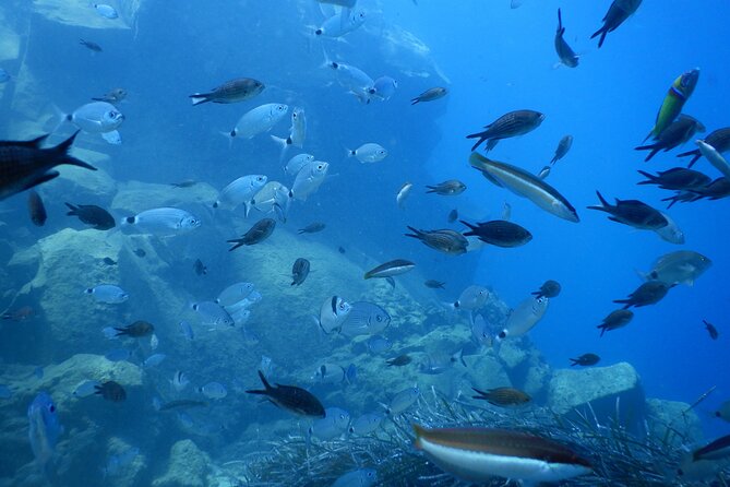 Discover Scuba Diving in Santorini - Weather, seas, and the flight gap you must plan
