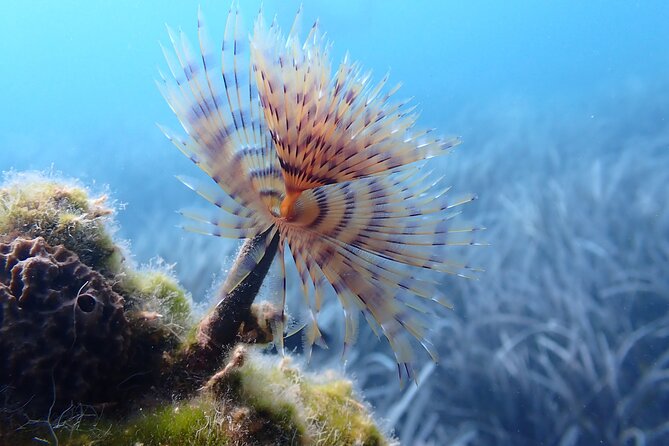 Discover Scuba Diving in Santorini - What you’ll see under the surface around Santorini