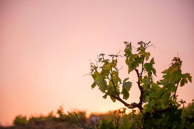 Private Santorini Wine Roads Tour with Tastings - Who this tour is best for (and who may want to skip it)