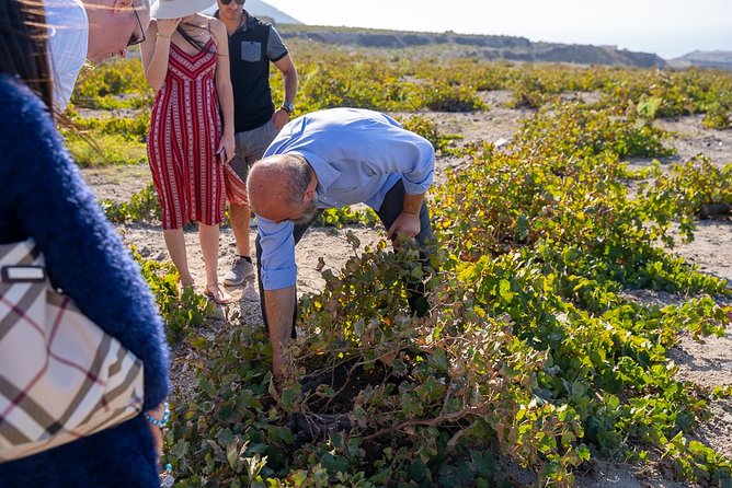Private Santorini Wine Roads Tour with Tastings - Weather, views, and comfort: what to expect on the road