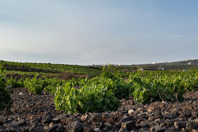 Private Wine Adventure Tour in the Most Distinct Wineries - Key highlights worth penciling in