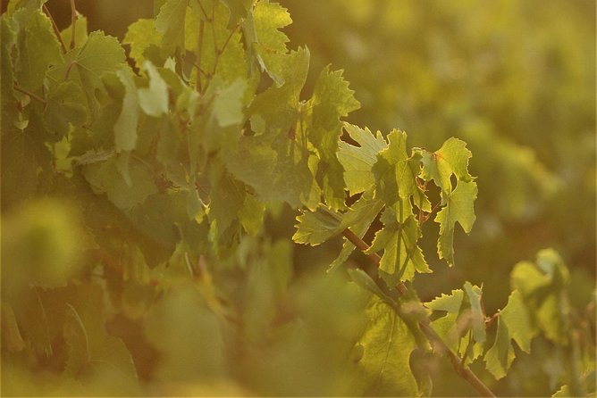 Santorini 3-Winery Tour with 12 Wine Tastings and Oia Sunset - Stop 2: Artemis Karamolegos and the island-grape story