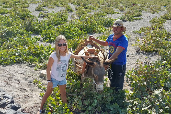 Santorini: 4hr Private Wine Tasting Tour - Price and value: what $324.06 covers