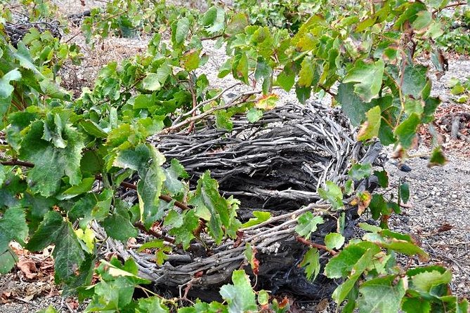 Santorini: 4hrs Small Group Wine Tasting Tour with Local Bites - Domaine Sigalas: natural setting tastings to close the loop