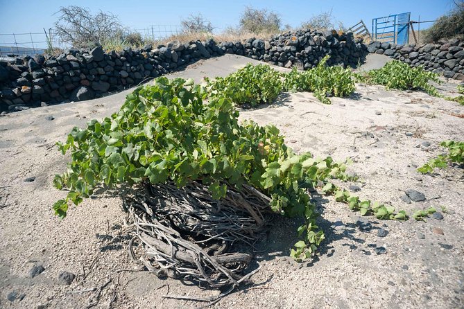 Santorini Archaeology and Wine Small-Group Tour with Tastings - Food, Water, and What to Bring for an Easy 4-Hour Day