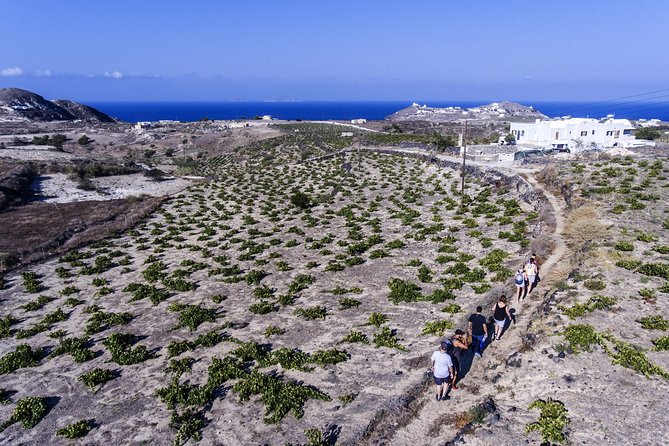 Santorini : Cooking Class & Easy Hike - Price and Value: $178.62 Per Person