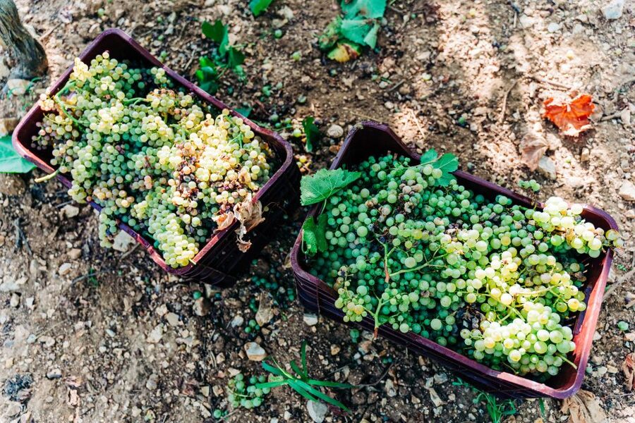 Santorini: Greek Cooking Class with Wine Tasting - Key things to know before you go