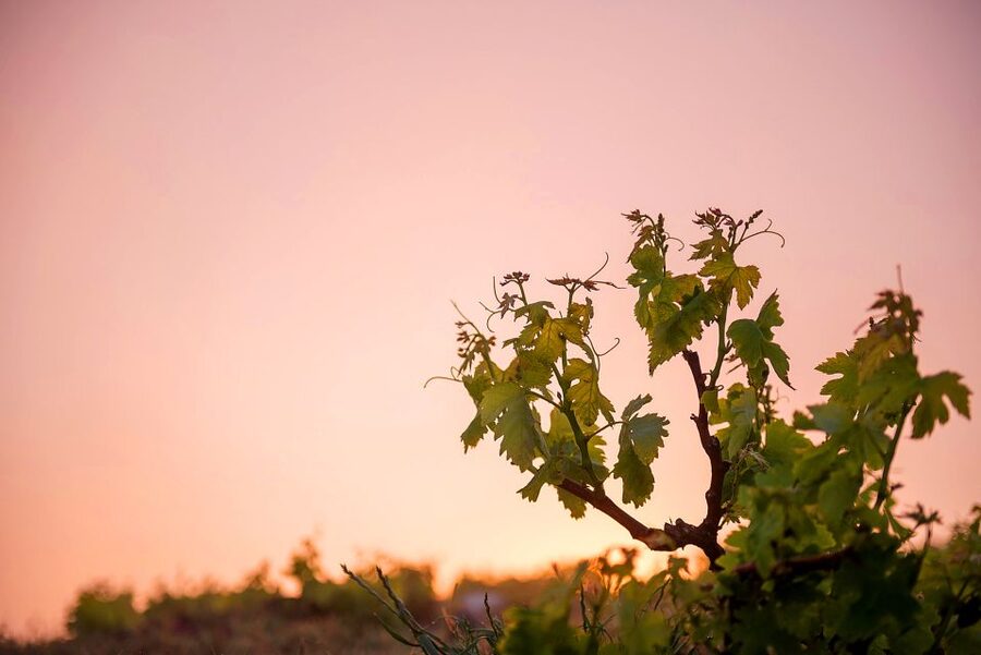 Santorini: Greek Food & Wine Tasting Tour - Price and Value: Does $229 Make Sense?