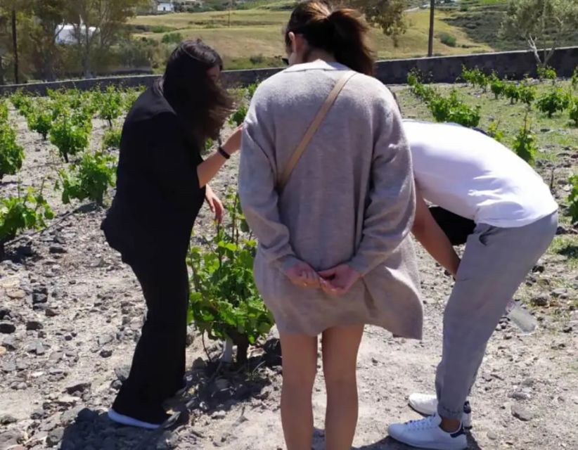 Santorini: Guided Highlights Tour with Private Wine Tasting - A Family-Run Winery and the Meaning of 4 Sips