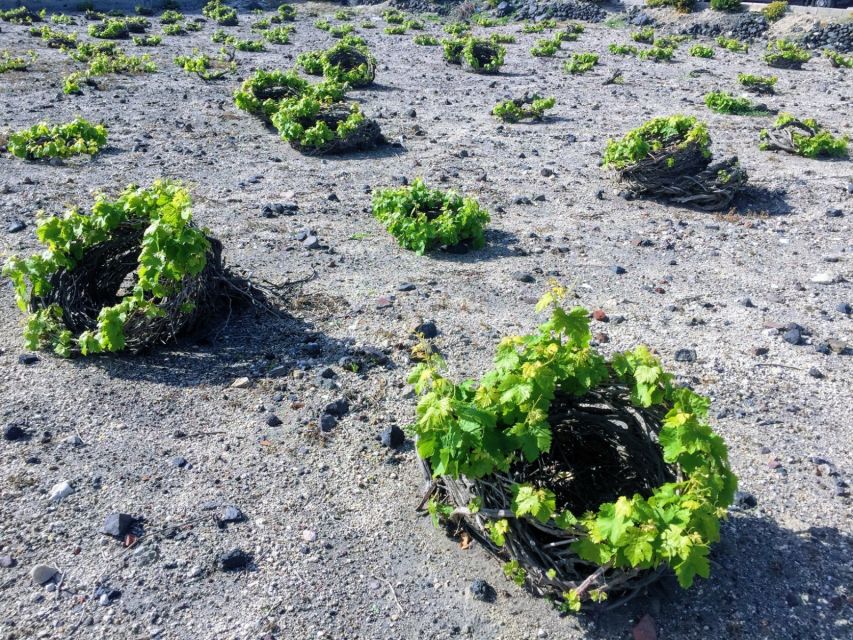 Santorini: Guided Tour to 3 Wineries with Wine Tastings - Key takeaways before you go