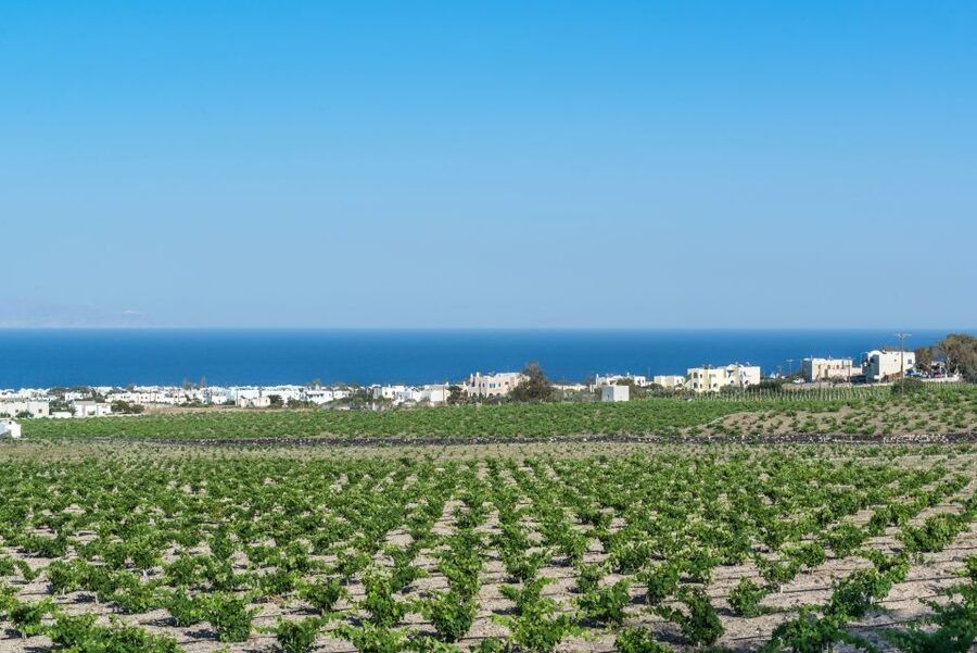 Santorini: Guided Wineries Private Tour with Wine Tastings - Art Space Wine Museum: volcanic rock cellars with contemporary art