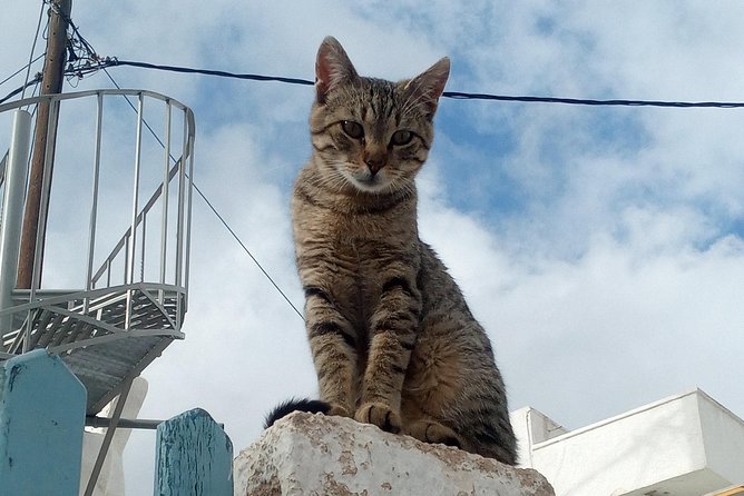 Santorini: Local Life Full Day Tour - Price and value: paying $662 for up to 8 people