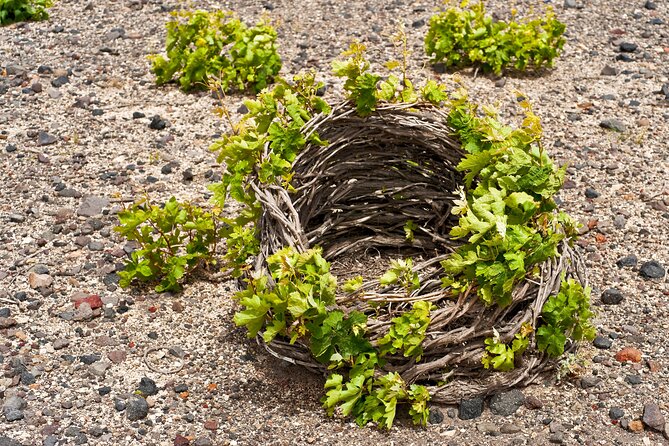Santorini Local Wineries Tour - Stop 3 at Estate Argyros: family roots since 1903, modern facilities since 2015
