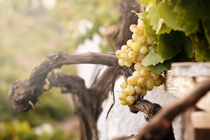 Santorini Local Wineries Tour - Private transfers and Wi‑Fi: the comfort tax you actually benefit from