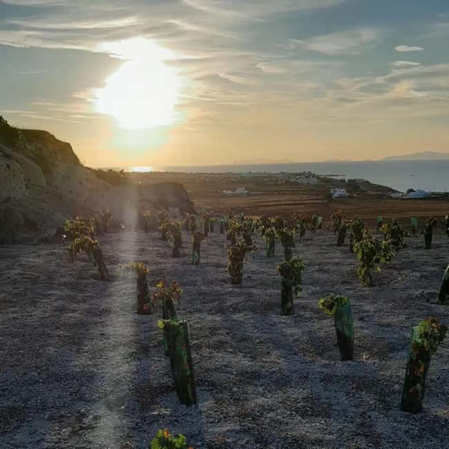 Santorini: Private Olive Oil tasting & Liqueur experience - What to bring so the tour feels easy