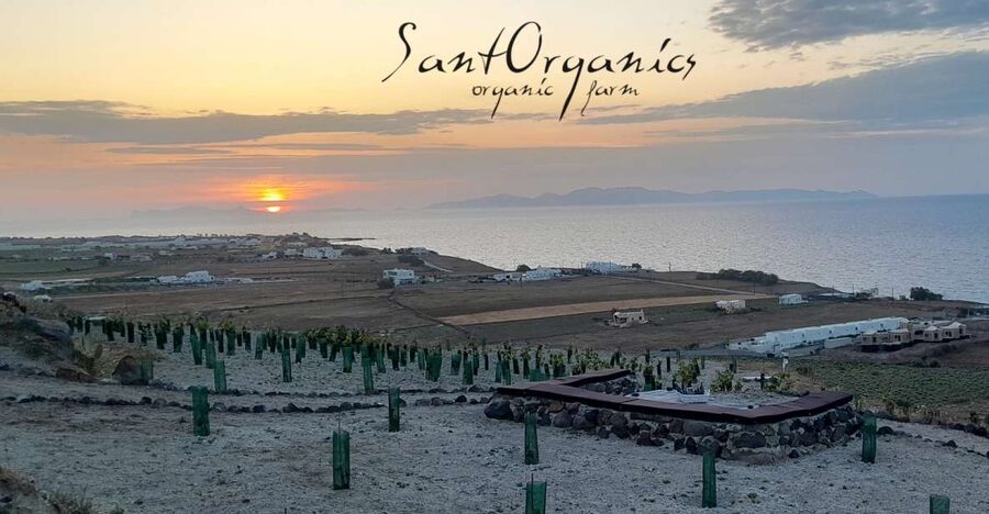 Santorini: Private Olive Oil tasting & Liqueur experience - First stop: meeting Maria and Demetrius in Oia’s farming outskirts