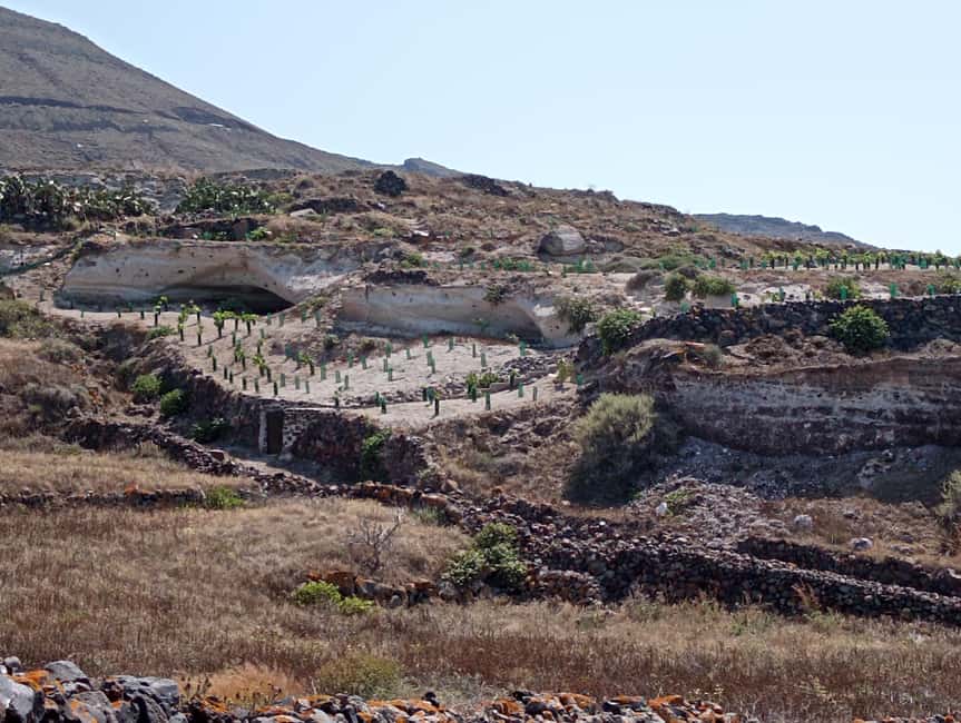 Santorini: Private Olive Oil tasting & Liqueur experience - The SantOrganics farm walk: terraces, dry climate know-how, and real process