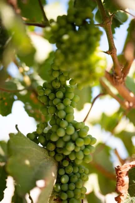 Santorini: Private Olive Oil tasting & Liqueur experience - Price and value: is $58 per person actually fair?
