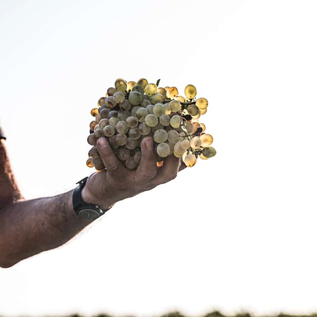 Santorini: Semi- Private wine tour - Through the grapevine - The 12-Label Tasting: What You’re Actually Getting