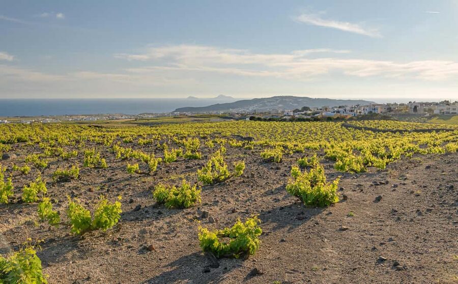 Santorini: Semi- Private wine tour - Through the grapevine - Price and Value Check: Is $229 Fair for Santorini?