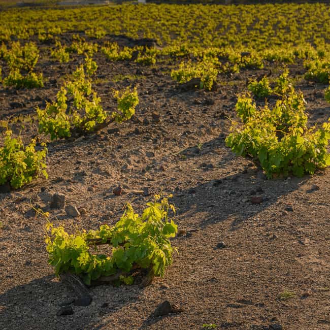 Santorini: Semi- Private wine tour - Through the grapevine - Practical Stuff That Helps: Comfort, Clothing, and Bag Rules