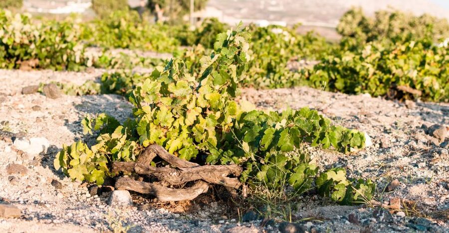 Santorini: Three Wineries and One Brewery Tour with Tastings - Who This Tour Fits Best (and Who Might Want a Different Plan)
