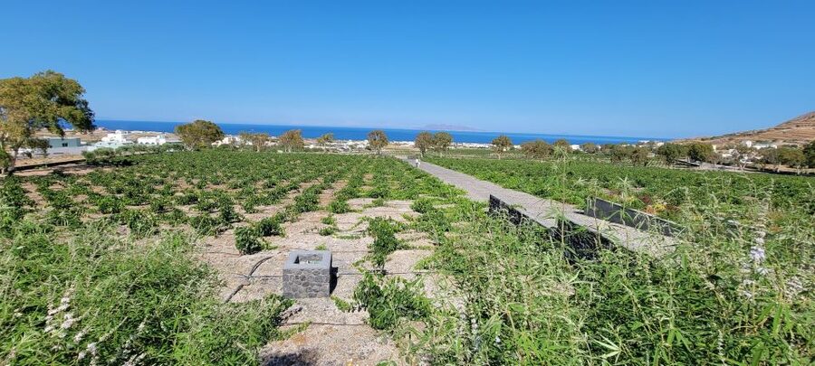 Santorini: Three Wineries and One Brewery Tour with Tastings - Starting at Santorini Brewing Company: Beer Fans Get an Actual First Stop