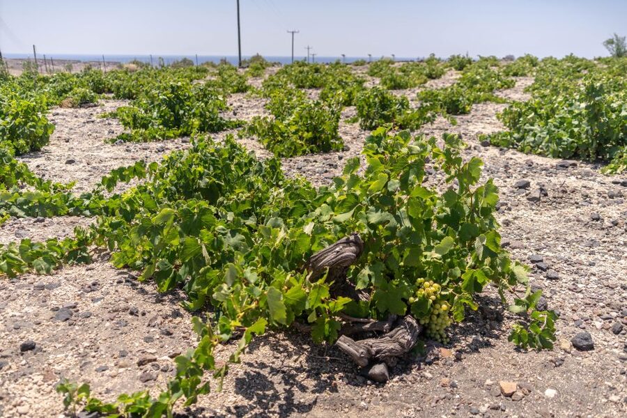 Santorini: Three Wineries and One Brewery Tour with Tastings - Anhydrous Cellar Door and the Possible Finish: What Changes by Day