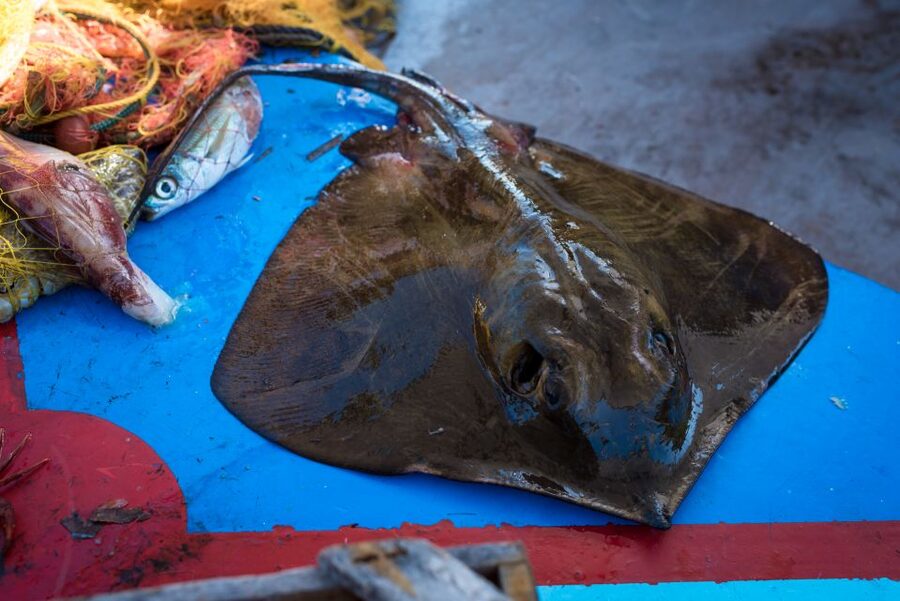 Santorini: Traditional Fishing Trip and Fresh Fish Lunch - Key highlights