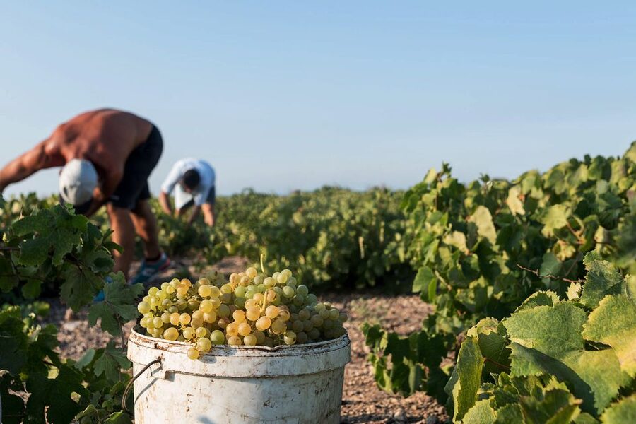 Santorini Wine Roads: Tour of 3 Wineries with a Sommelier - Key Highlights That Matter