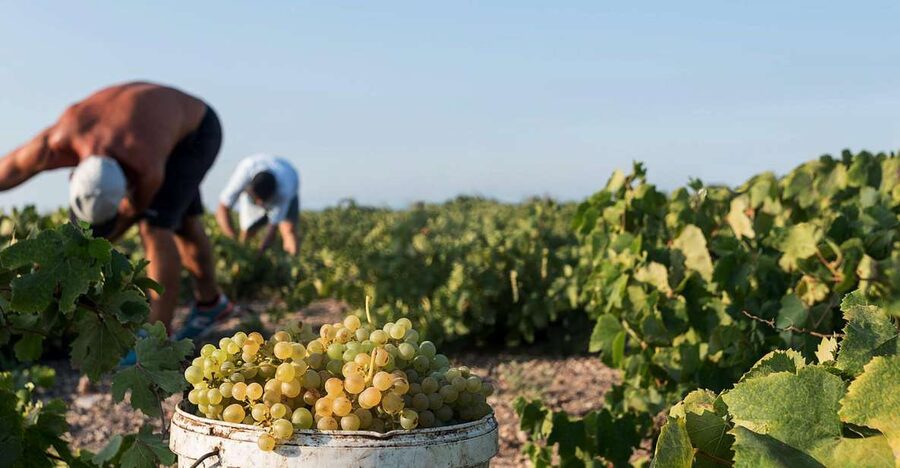 Santorini Wine Roads: Tour of 3 Wineries with a Sommelier - Sunset Timing: What You Can Expect on Afternoon Departures