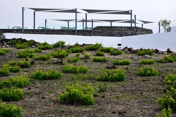 Santorini Wine Tasting and Sunset Getaway Small Group Tour - Meals and tastings: how they help you stay comfortable