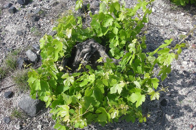 Santorini Wine Tasting & Food Pairing :Taste good life at Santorini - Estate Argyros: 7 wines and pairing notes you can actually use