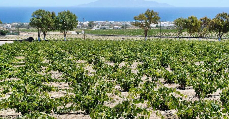 Santorini: Wine Tasting Tour & Sunset Viewing - The big idea: 3 wineries, a real tasting arc, then the sunset