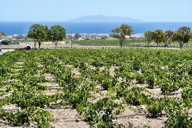 Santorini Wine Tour with sunset in Oia - Value check: does $132.75 make sense for a 6-hour sunset wine day?