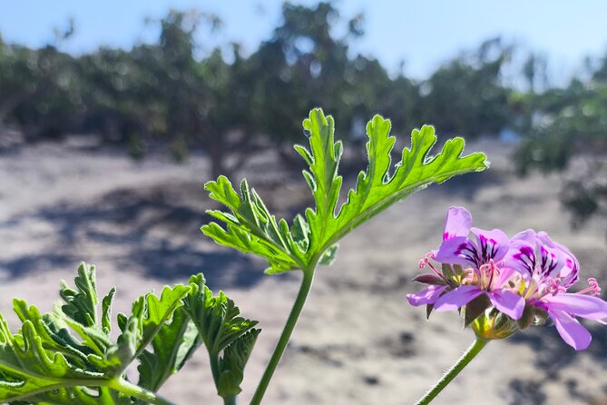 Santorinian Agriculture, Food, Wine, Beer, and Spirits - Alcohol, snacks, and what is not included (so you plan meals right)