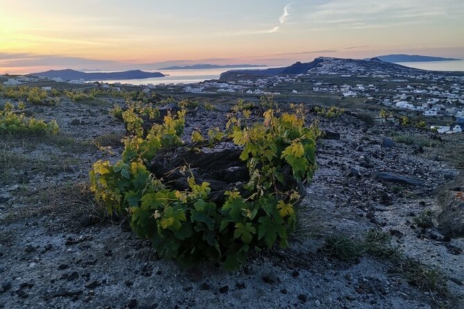 Terroir Santorini – Volcanic Heritage & Wine Experience - Santo Winery: volcanic vines, the kouloura system, and a four-wine tasting