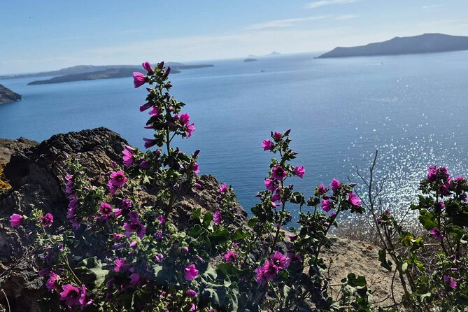 Terroir Santorini – Volcanic Heritage & Wine Experience - Price and value: what $536.14 buys you on Santorini